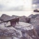 Un parell d'ulleres de sol descansen sobre una gran roca desgastada a prop d'una massa d'aigua tranquil·la, amb un cel ennuvolat i roques i edificis llunyans, perfectes per afegir una gorra de moda d'estiu al paisatge.